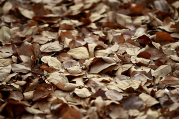 Dry Leaves Tropical forest trees texture background wallpaper