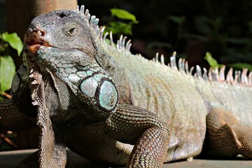 Close-up of an Iguana lizard