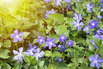 Fototapeta na wymiar Vinca minor or periwinkle. Violet vinca flowers covering the meadow ground.
