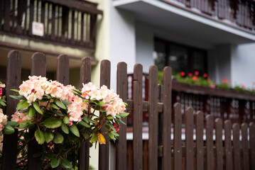 Drewniany płot z kwitnącym rododendronem, i zadbanymi pięknymi balkonami w tle. - obrazy, fototapety, plakaty