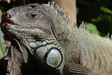 Close-up of an Iguana lizard