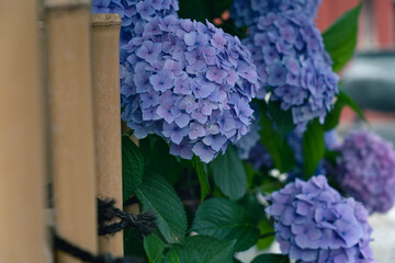 blue hydrangea flowers