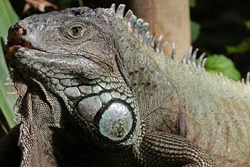 Obraz premium Close-up of an Iguana lizard