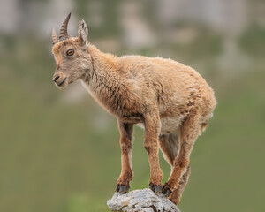 Naklejka na ściany i meble Alpine ibex playing and enjoying the afternoon in the Italian mountains