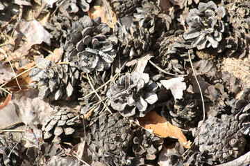 Abstraction - big roots of an old tree.
