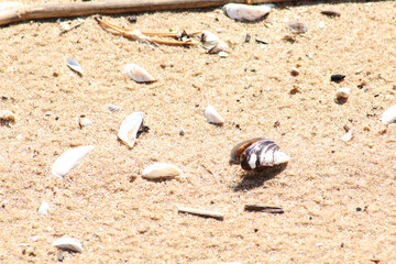 Sea shells on the sandy shore.