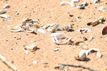 Sea shells on the sandy shore.
