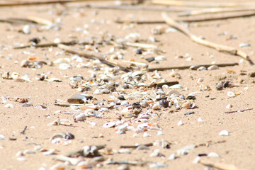 Decorative background - seashells on a sandy beach.
