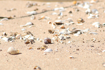 Decorative background - seashells on a sandy beach.