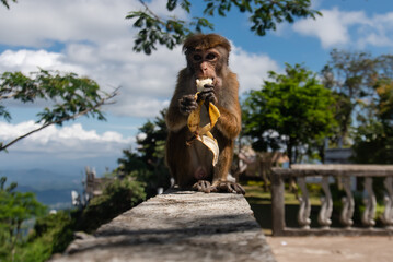 Fototapeta na wymiar Macaque monkey sitting on stone fencing and staring at camera eats banana on the background of blue sky, clouds and trees.