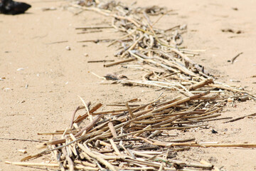 Natural chaos on a sandy beach after a storm.