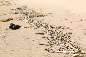 Natural chaos on a sandy beach after a storm.