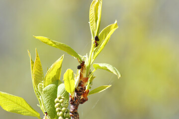 Fototapeta premium Beautiful background - a tree branch with an ant on green leaves against the blue sky.