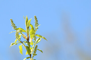 Wallpaper background - nature against the blue sky.