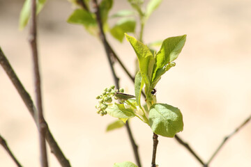 Beautiful background - a tree branch with an ant on green leaves against the blue sky.