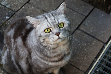 Katze, Hauskatze, Stubentiger, Katzenaugen, Raubtier