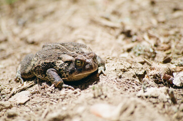 toad on the ground