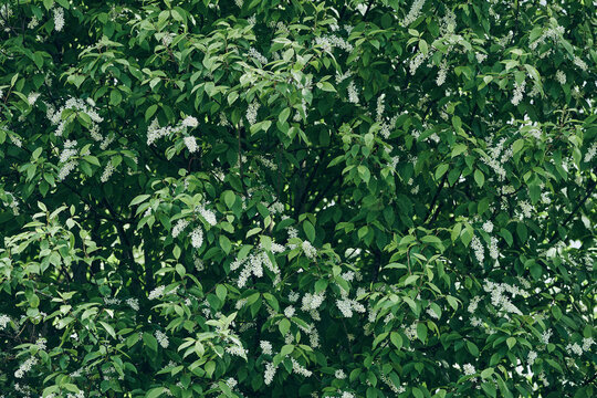 prunus padus flowering