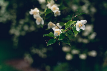 The white jasmine blooms