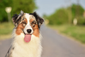 Australian shepherd dog on a green background