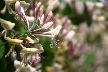 The blossoming lianas of a honeysuckle are plentifully decorated white-pink with flowers an...