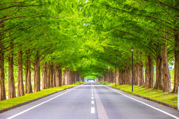 Obraz premium 滋賀県 メタセコイア並木の新緑