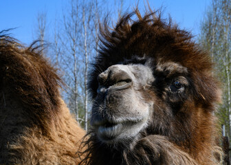 A close-up view of the head of a two-humped camel against the background of a forest