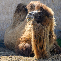 Two-humped camel in the household