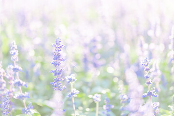 close up of lavender flowers in pastel blue color