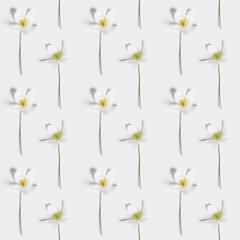 Floral flat lay with spring primroses flowers, Anemone Nemorosa blooming wildflower, seamless botanical pattern on white background, spring season nature still life, field plant blooms