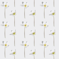 Floral flat lay with spring primroses flowers, Anemone Nemorosa blooming wildflower, seamless botanical pattern on white background, spring season nature still life, field plant blooms