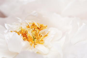 Obraz na płótnie Canvas Closeup white peony flower with yellow stamens, beauty in nature, natural floral background, selective focus. Natural fresh blossoming flower of peony. Spring blooming, aesthetic flowery poster
