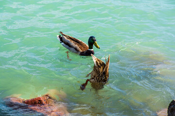 Obraz premium Ducks in search of food among the stones at the bottom of the lake