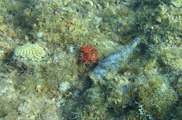 Underwater image of a bottle integrated in the reef, with a brain coral nearby