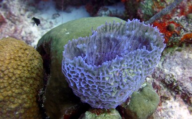 Closeup of light blue natural sponge in the Caribbean coral reef