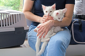 Traveling with cats. Take animals with you. Kitten carrier.The girl holds small white kittens in...