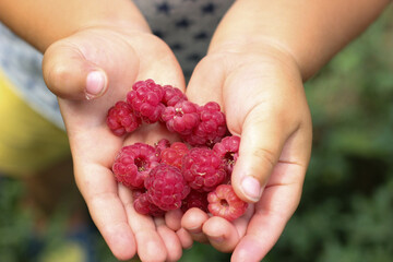 Children's hands holds a handful of fresh raspberries ready to eat on a summer day. Healthy eating.