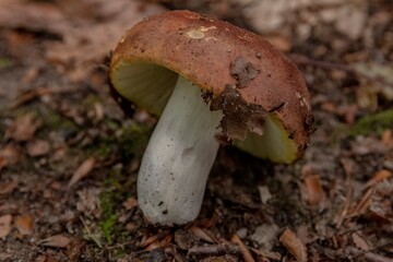 Close up of a mushroom on the ground in the middle of the forest