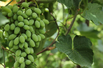 Ripe green grape in vineyard. Grapes green taste sweet growing natural. Green grape on the vine in garden