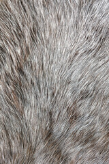 Rabbit fur
