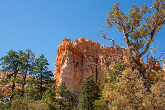 Hoodoos and rock formations. Unique rock formations from sandstone made by geological erosion in Bryce canyon, Utah, USA