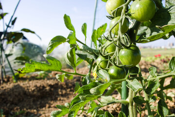 青いプチトマト