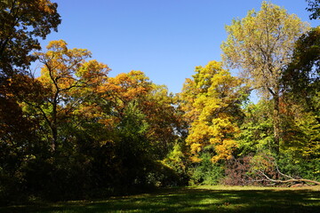 Fototapeta premium A lush autumn colored forest