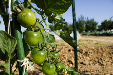 未熟なトマト