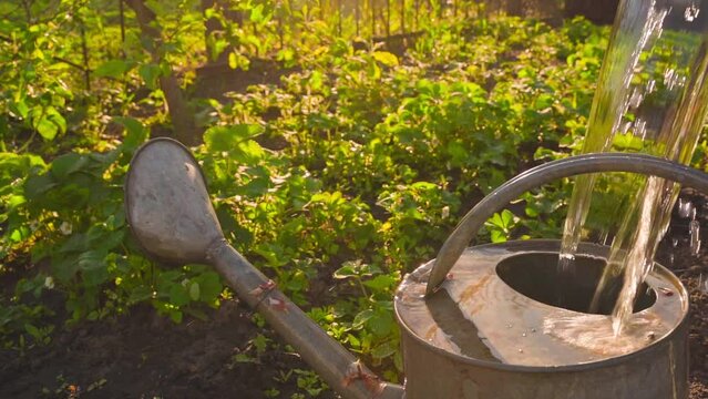 Pouring water into a garden watering can close-up against the background of a bed with strawberries in the morning at dawn. Water slow motion