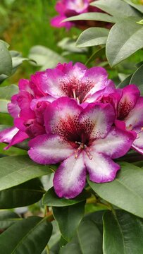Bud of rhododendron (Ericaceae family) plant in summer