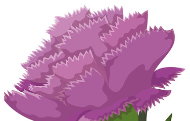 Beautiful close-up view of purple carnation over white background, Vector illustration