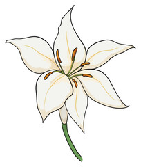 Fototapeta na wymiar Beautiful view of white lilium with stem in cartoon style, Vector illustration