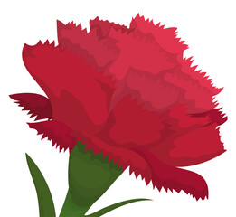 Red carnation view over white background, Vector illustration