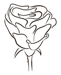 Drawing of thorny rose in outlines to coloring, Vector illustration